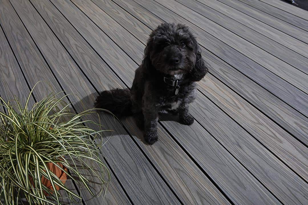 Dog on composite decking