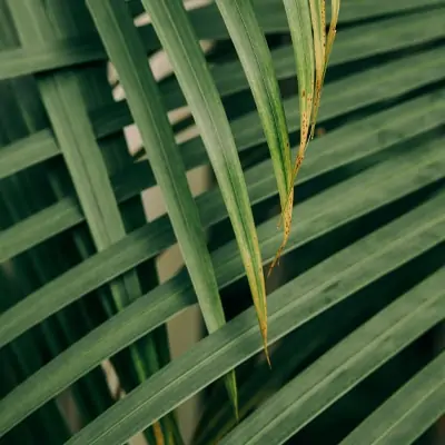 bamboo-leaves