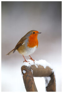 Robbin on a shovel with snow all around