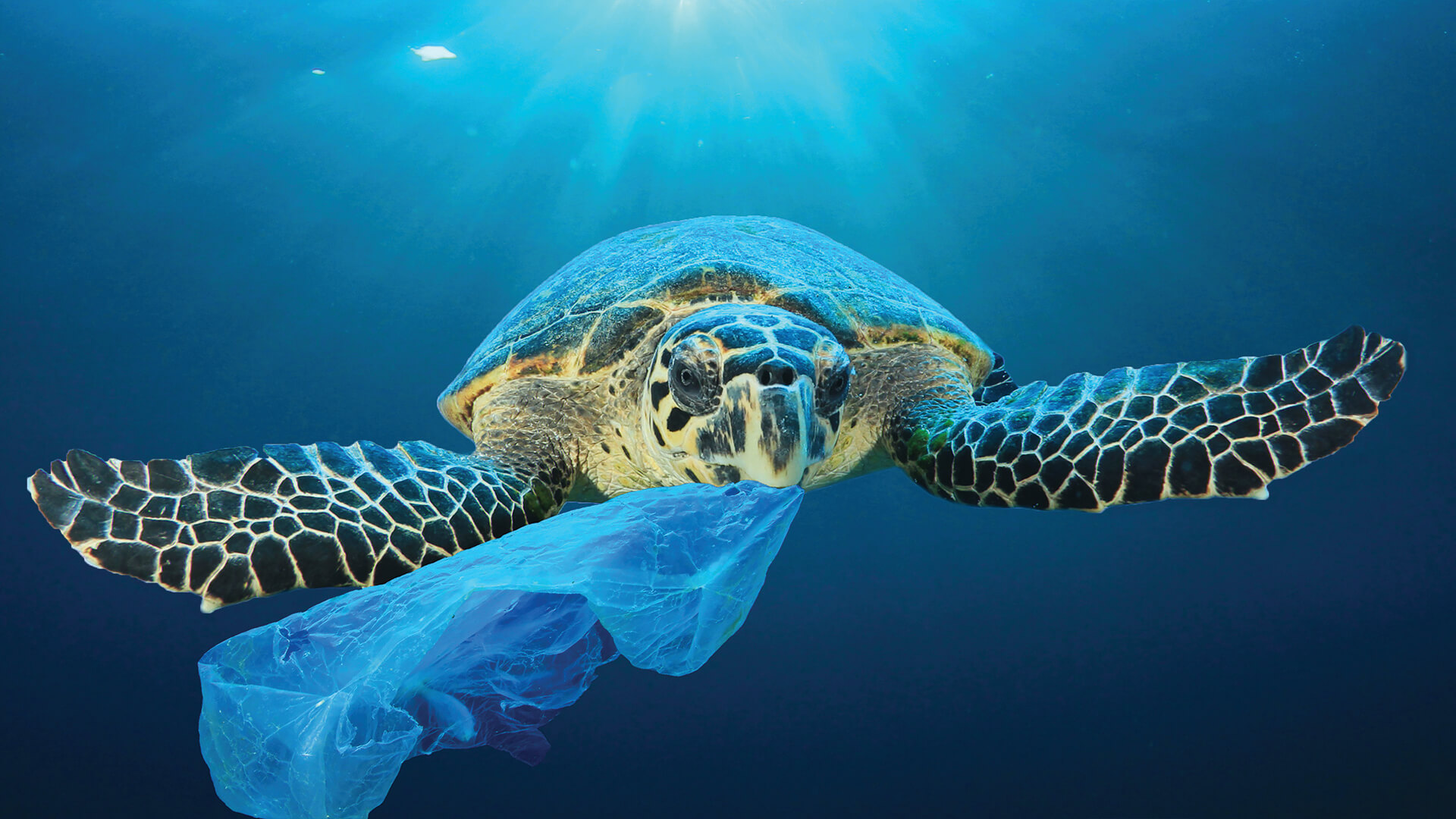 We are environmentally friendly and the image shows the effects of plastic waste on wildlife