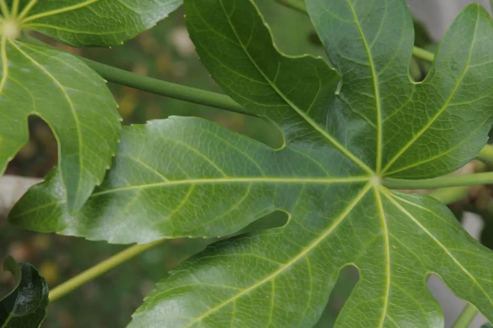 https://www.gardenersworld.com/plants/fatsia-japonica