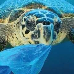 Turtle with a plastic bag - Composite Prime